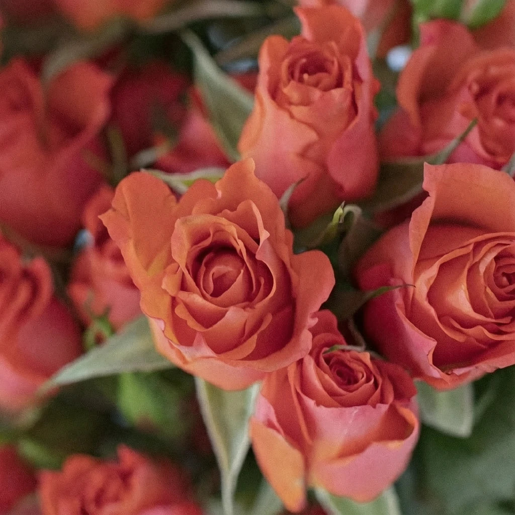 Alegria Roses Spray - main