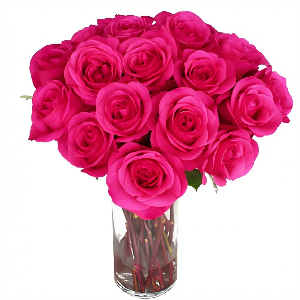 Hot Party Roses Standard - main