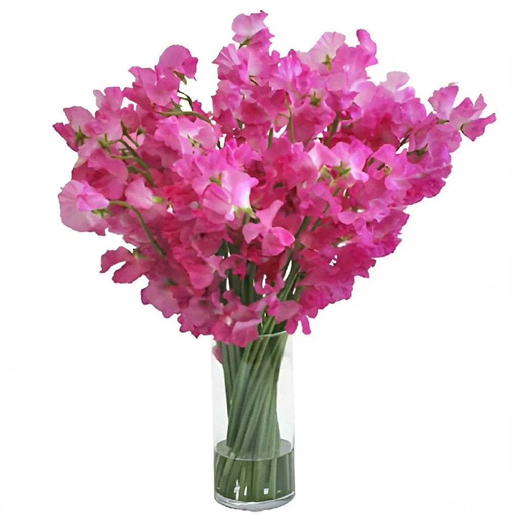 Pink Hot Sweet Peas - main