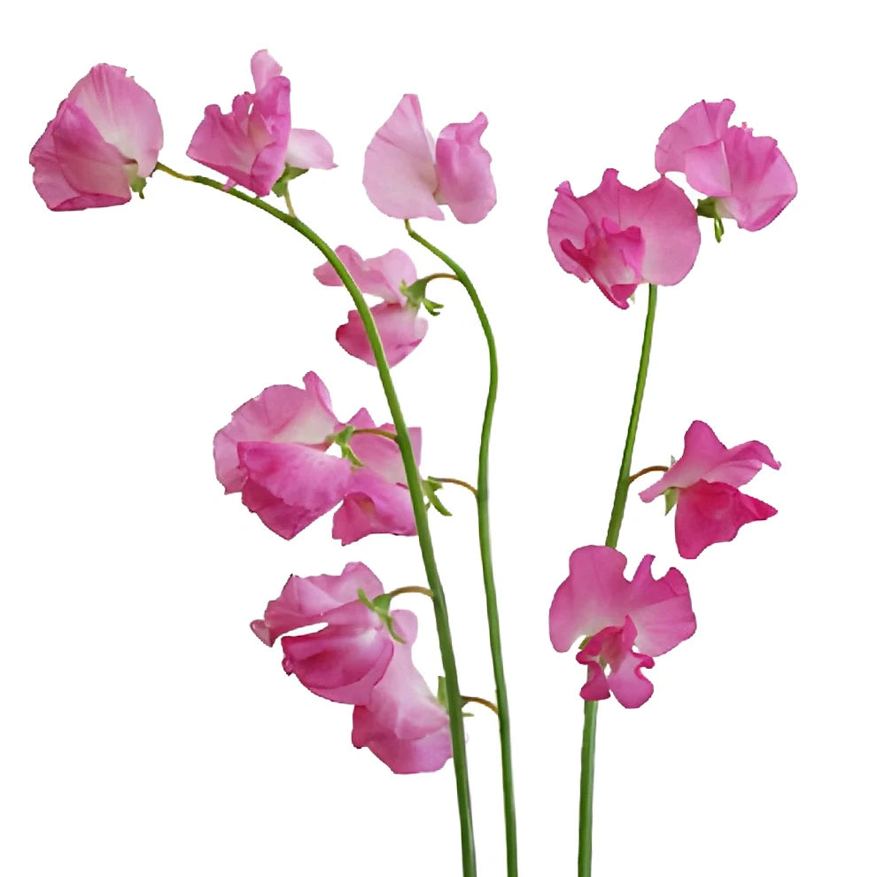 Pink Hot Sweet Peas - alternative 1
