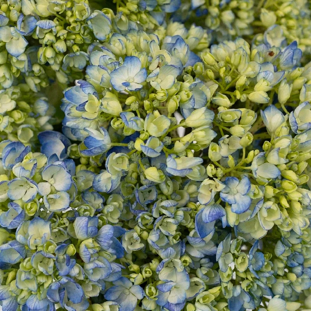 Bicolor Blue & Ivory Hydrangeas - main