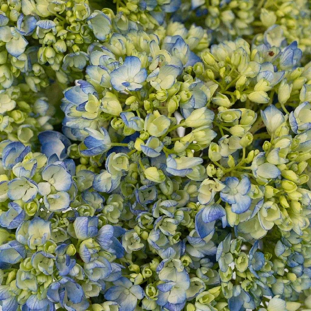 Bicolor Blue & White Hydrangeas - alternative 1