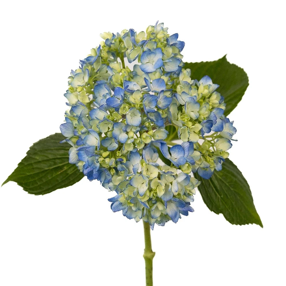 Bicolor Green & Blue Hydrangeas Jumbo - main