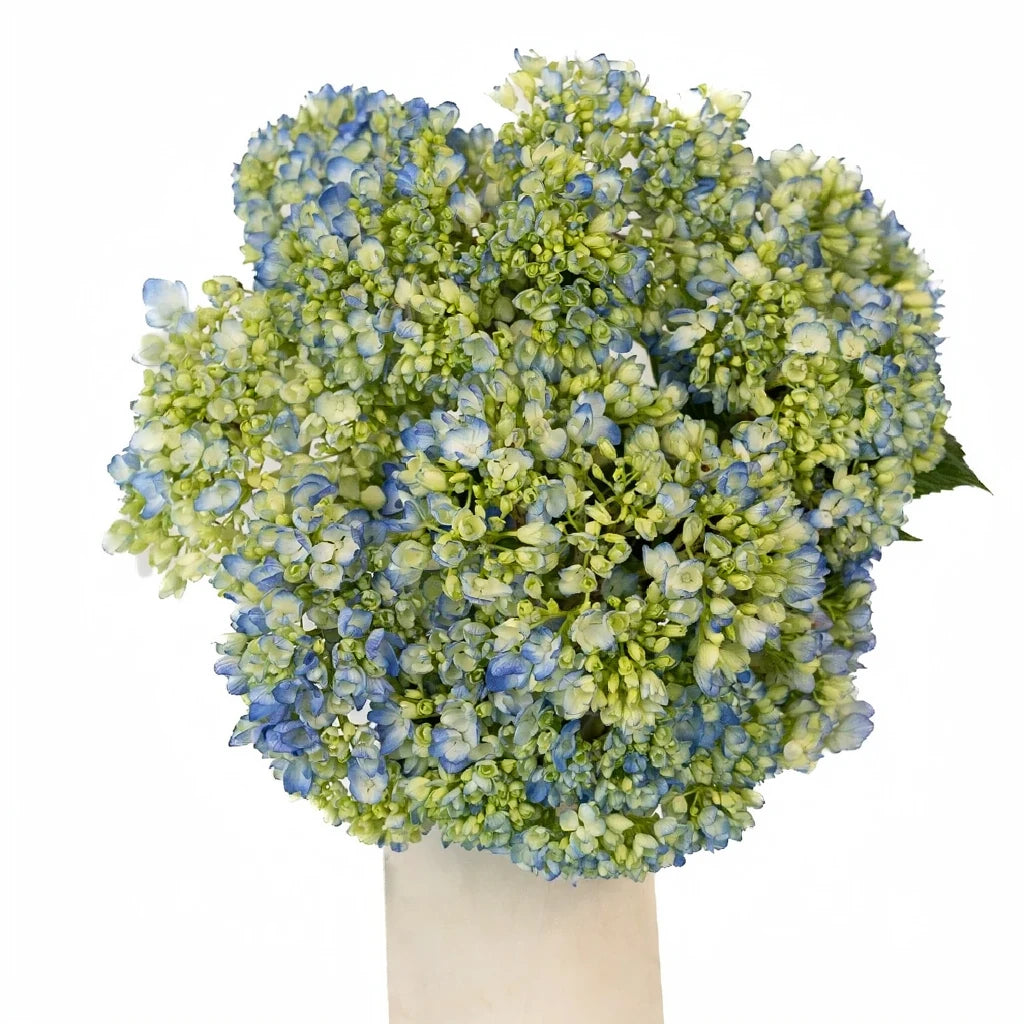 Bicolor Blue & Ivory Hydrangeas - alternative 1