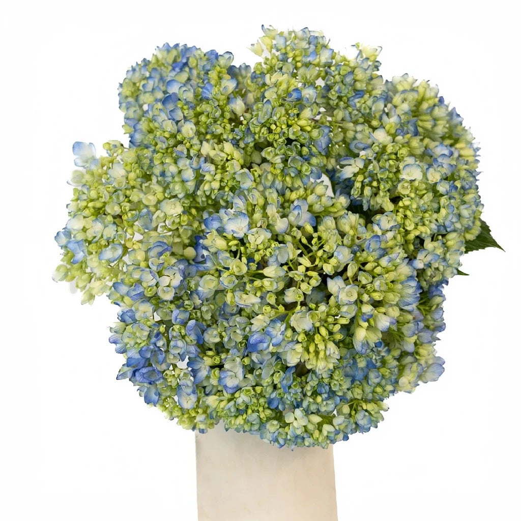 Bicolor Blue & White Hydrangeas - main