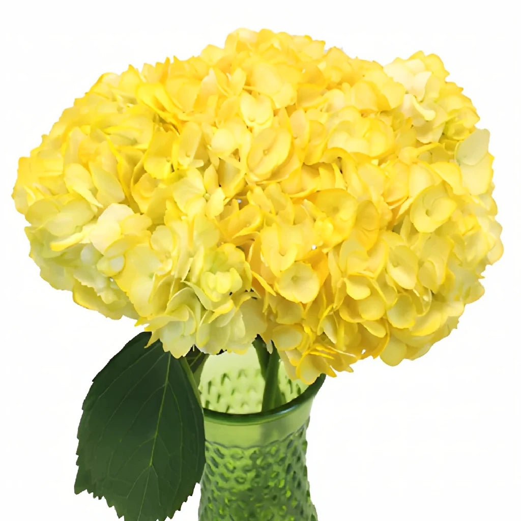 Yellow Tinted Hydrangeas - alternative 1