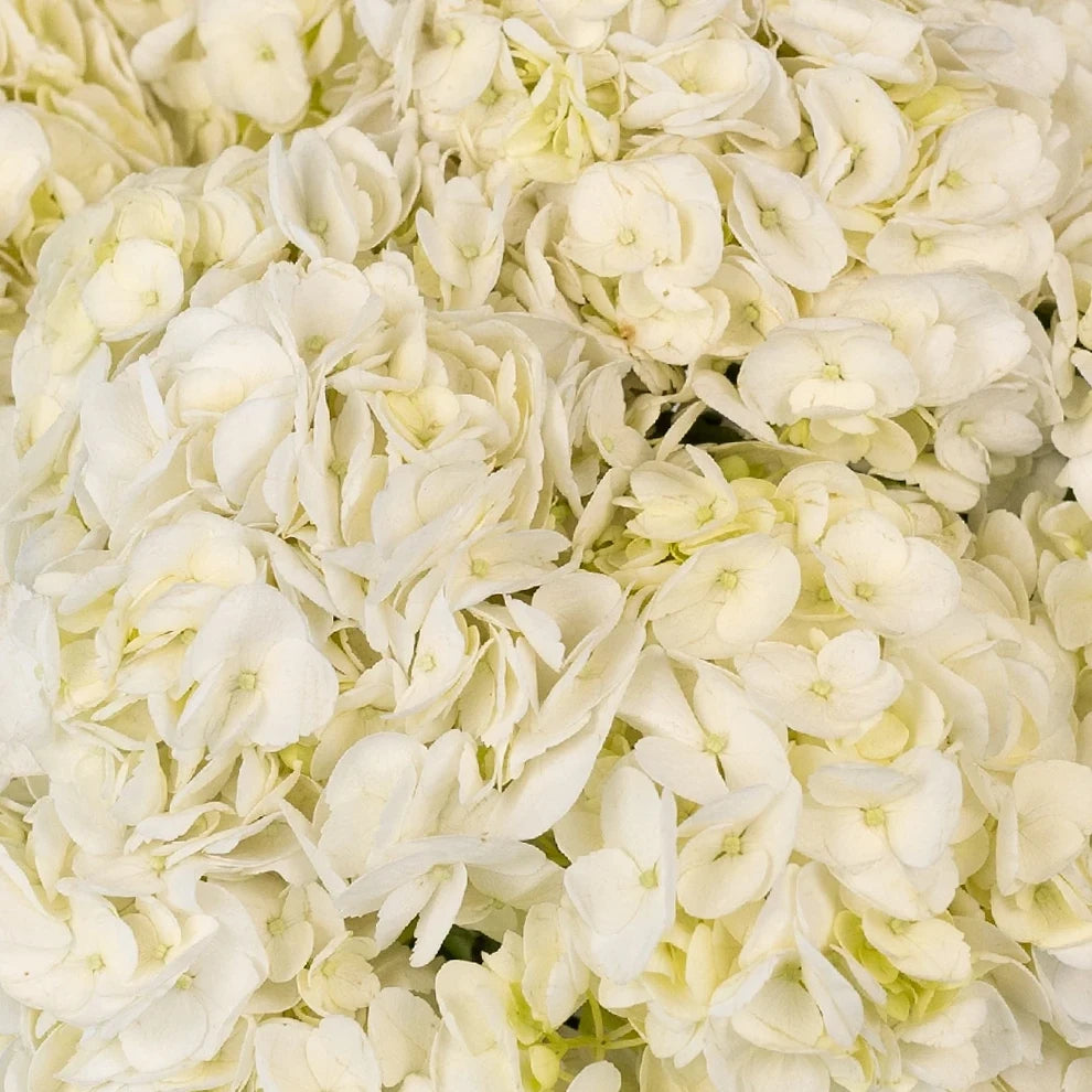 White Hydrangeas - main