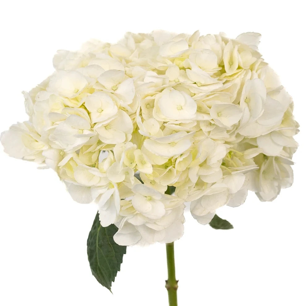 White Super Select Hydrangeas - main