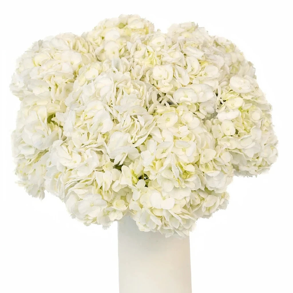 Ivory Hydrangeas Jumbo - alternative 1