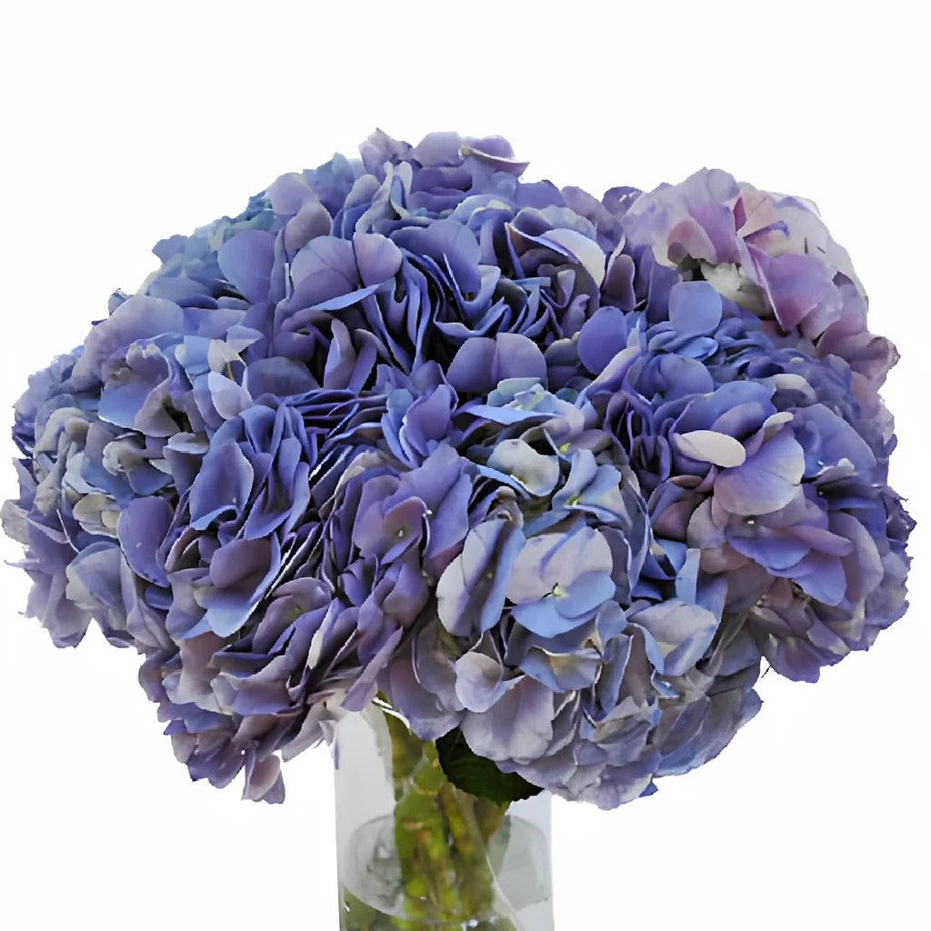 Lavender Hydrangeas - main