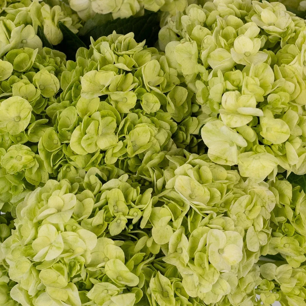 Green Hydrangeas - alternative 1