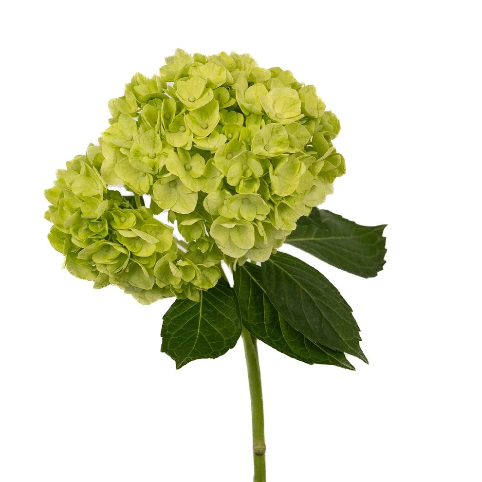 Green Hydrangeas - main