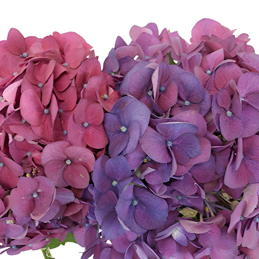 Purple Hydrangeas - main