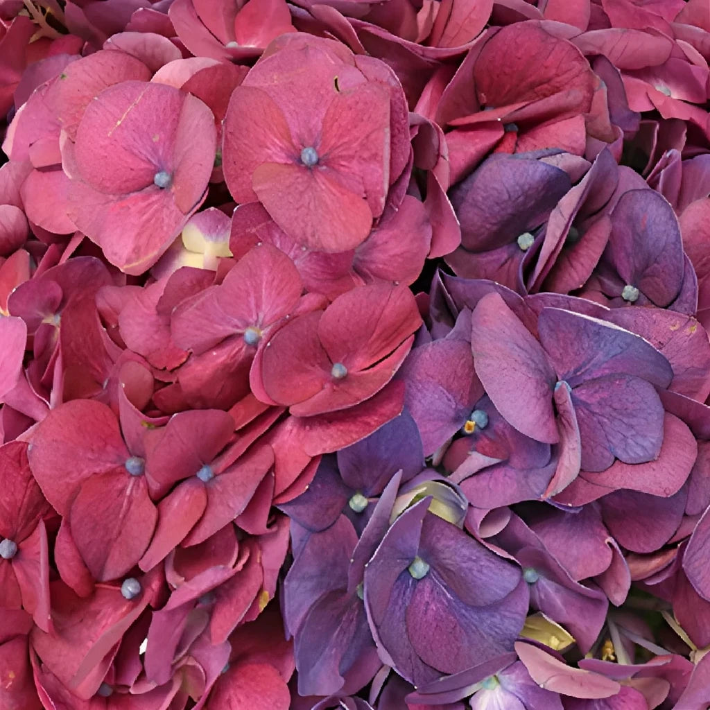 Purple Hydrangeas - alternative 4