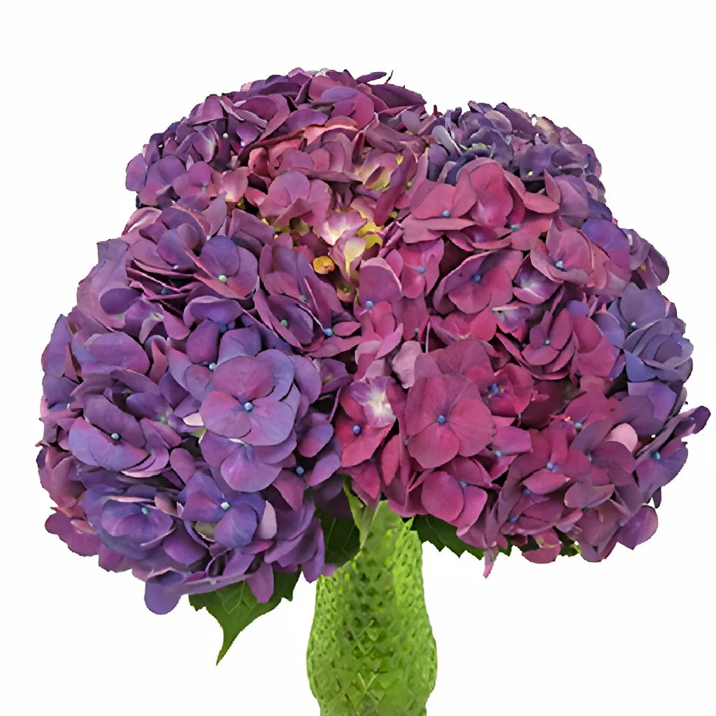 Purple Hydrangeas - alternative 5