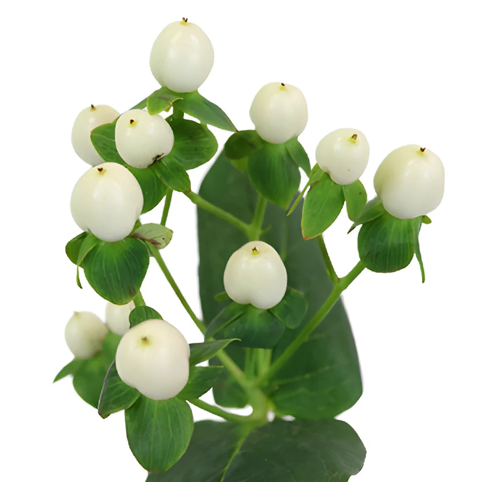 Hypericum White Berries - main