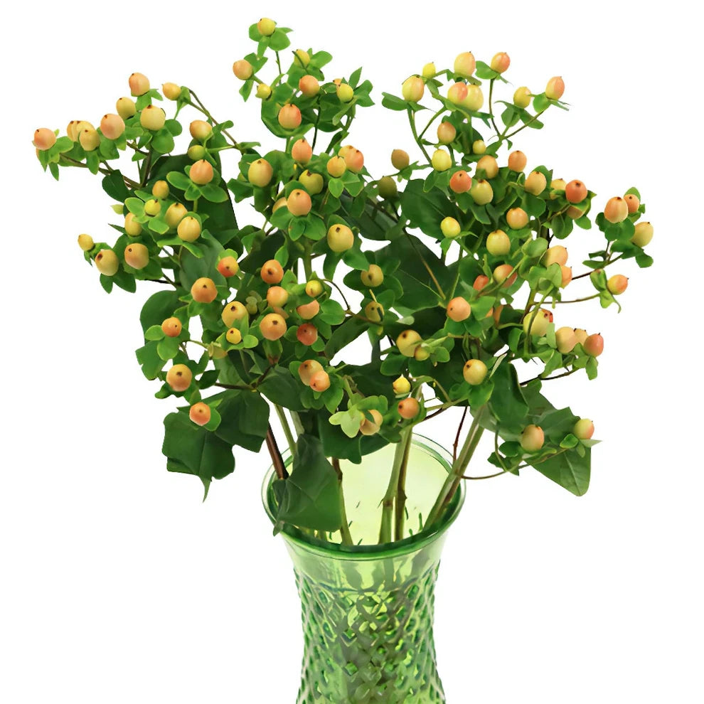 Hypericum Peach Berries - alternative 2