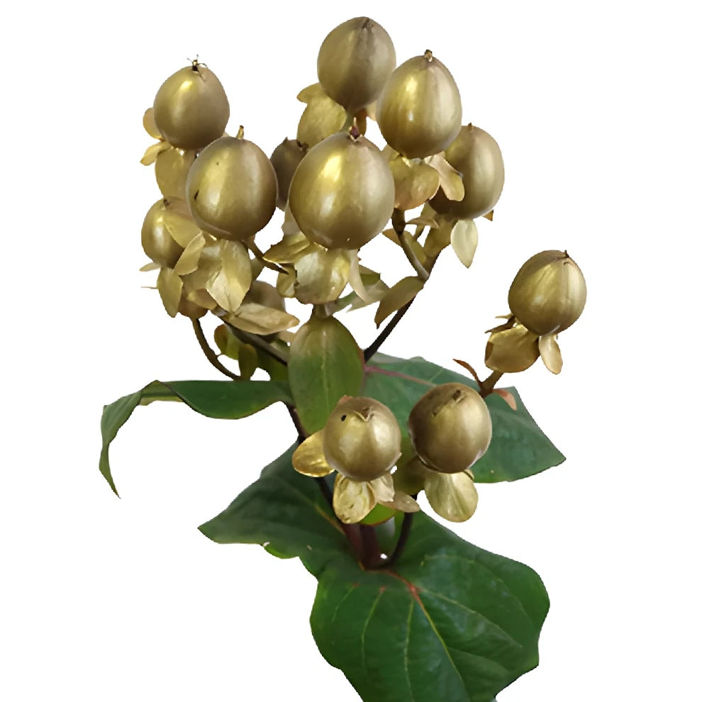 Hypericum Tinted Gold Berries - alternative 1