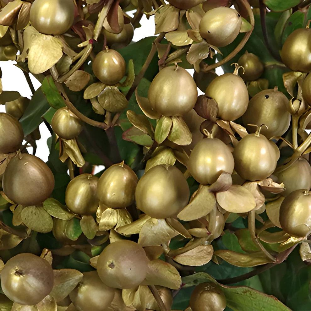 Hypericum Tinted Gold Berries - alternative 3