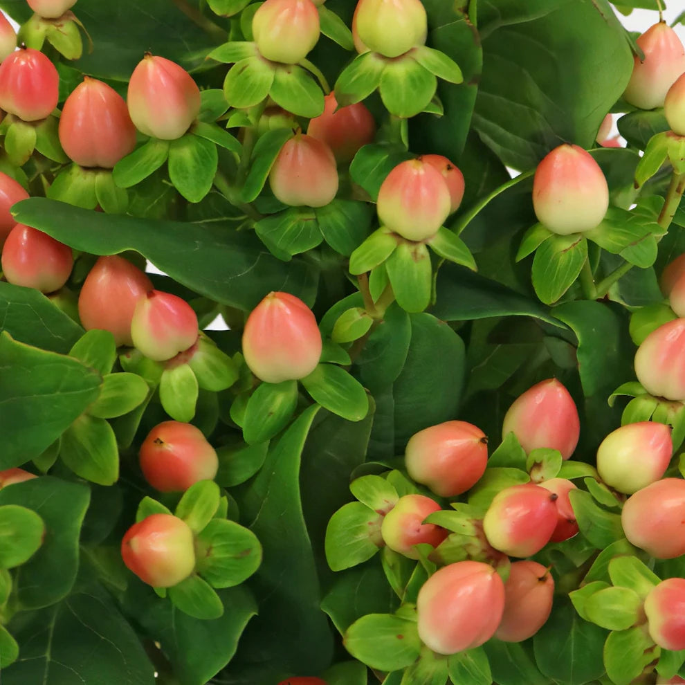 Hypericum Salmon Berries - alternative 1