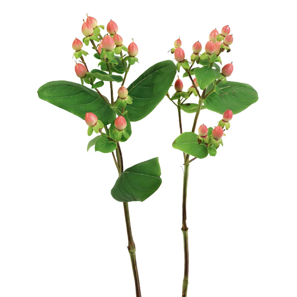Hypericum Salmon Berries - alternative 3