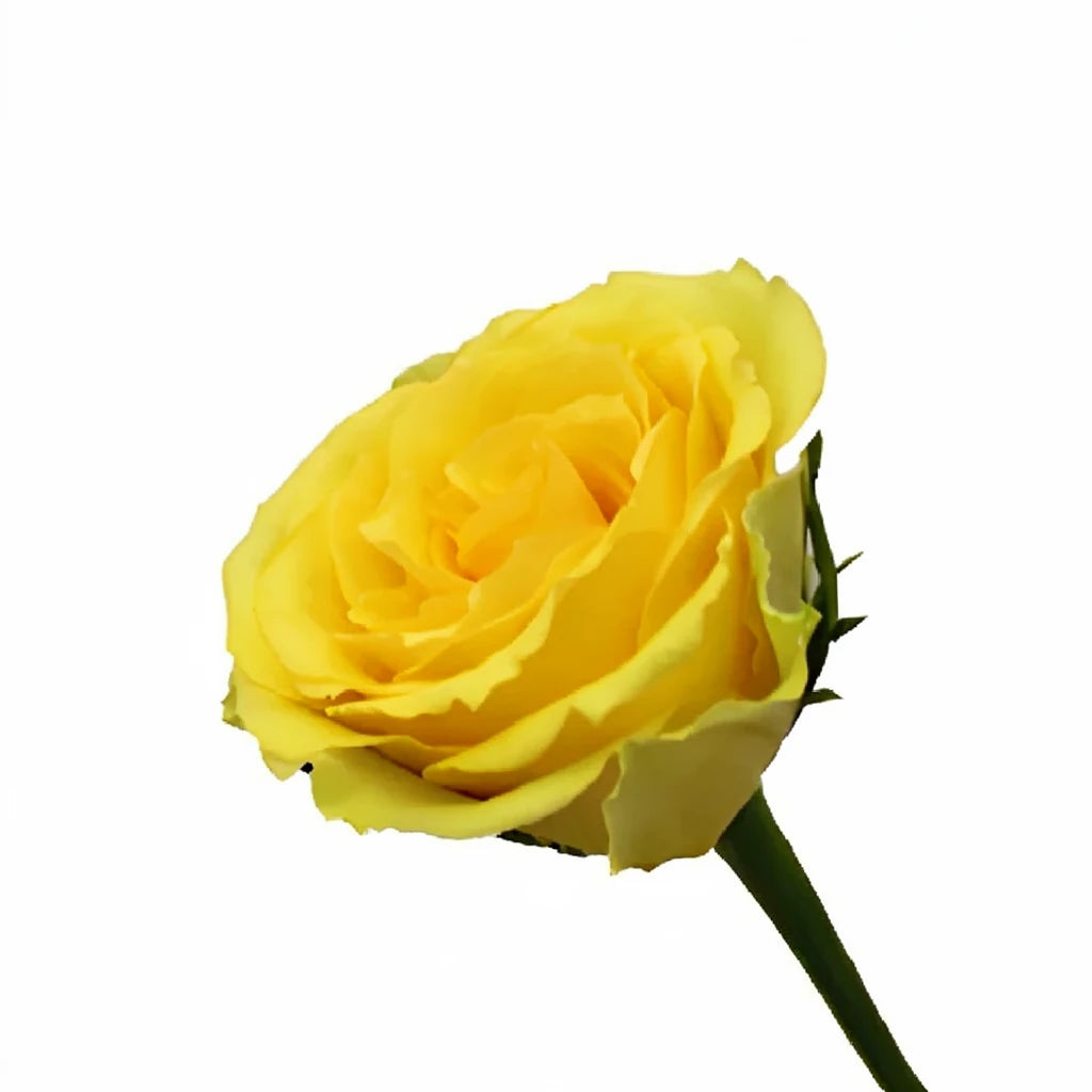 Idole Roses Standard - alternative 2