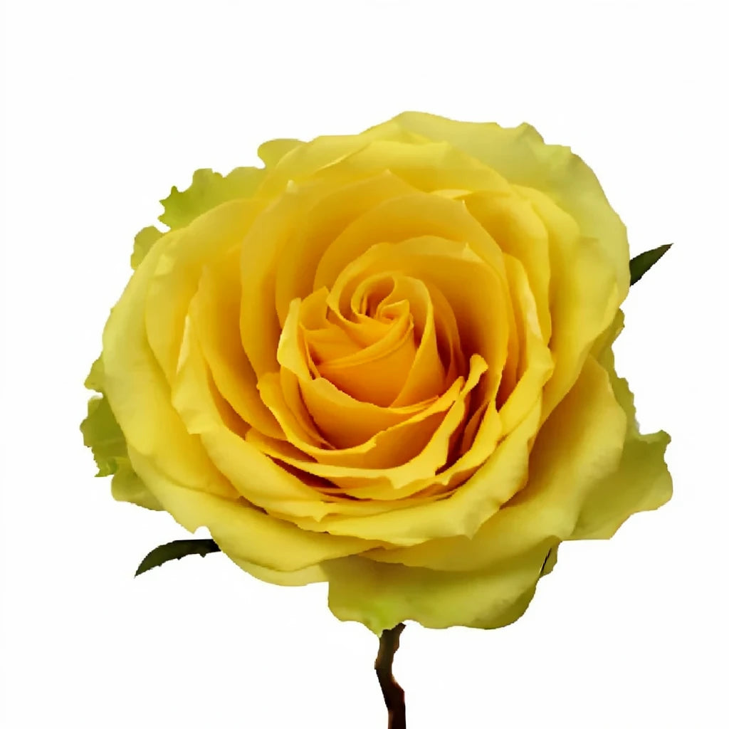 Idole Roses Standard - alternative 3