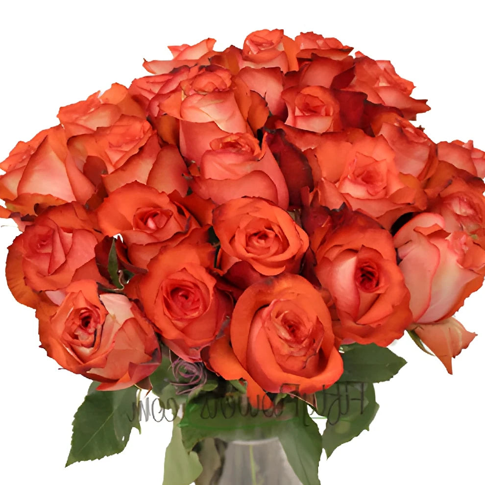 Iguana Roses Standard - main