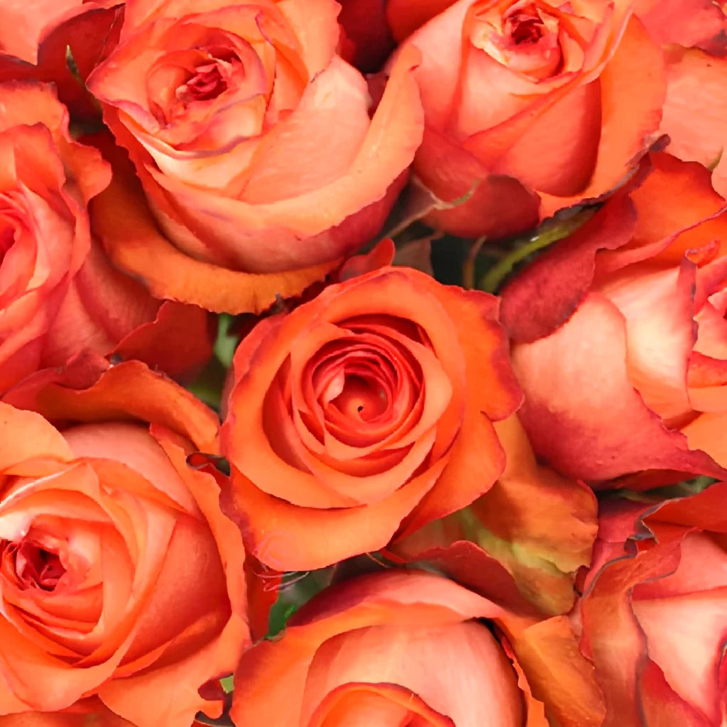 Iguana Roses Standard - alternative 2