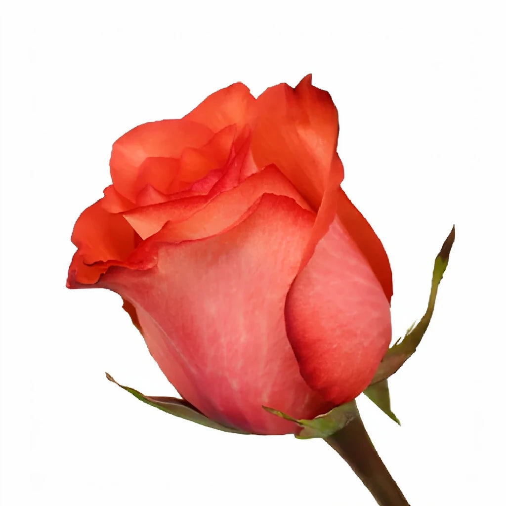 Iguana Roses Standard - alternative 3