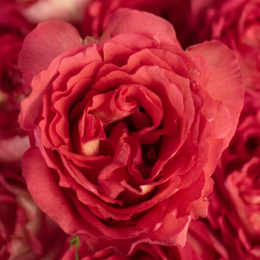 Iguazu Roses Standard - alternative 1