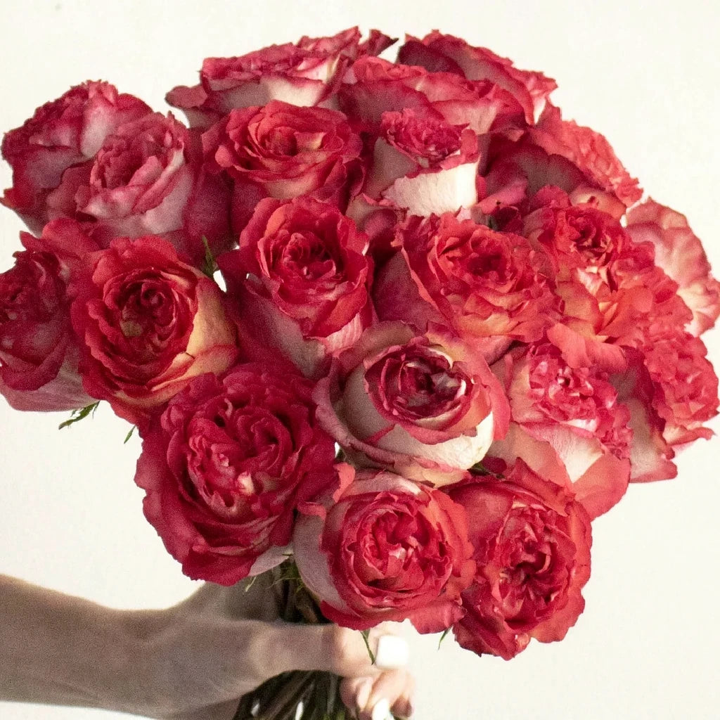 Iguazu Roses Standard - alternative 2