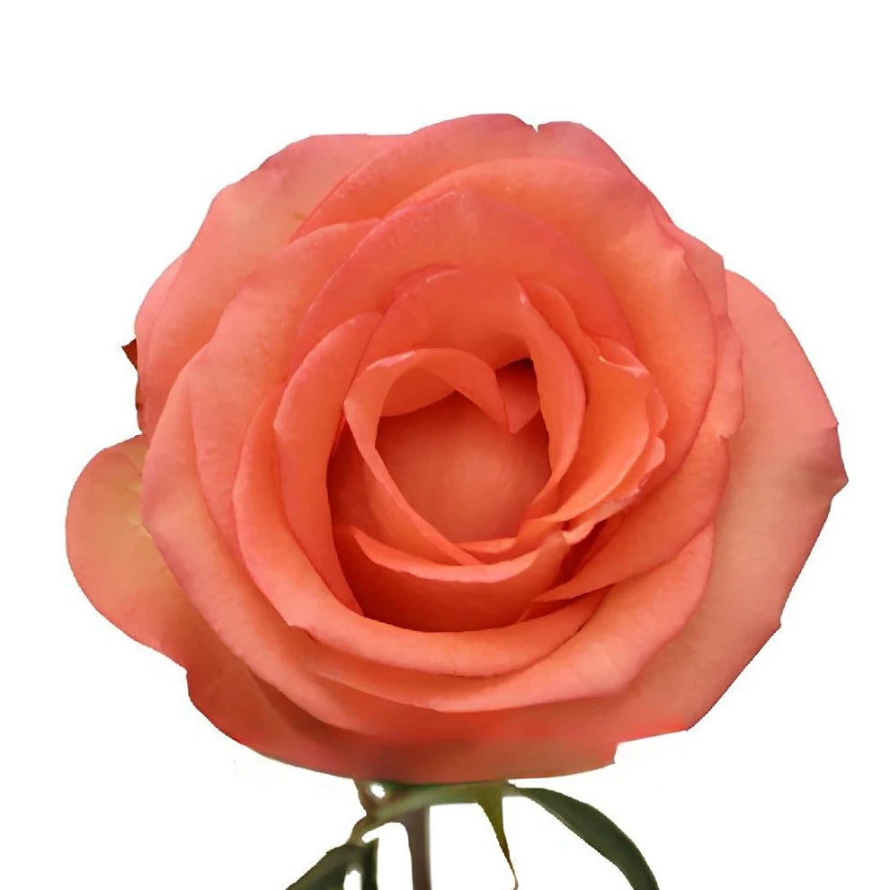 Imagination Roses Standard - main