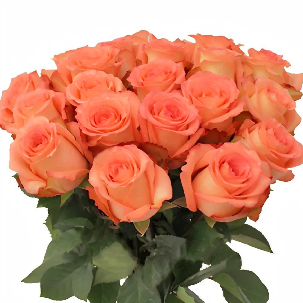 Imagination Roses Standard - alternative 1
