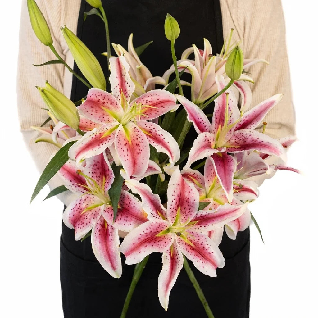 Starfighter Lilies Oriental - alternative 2