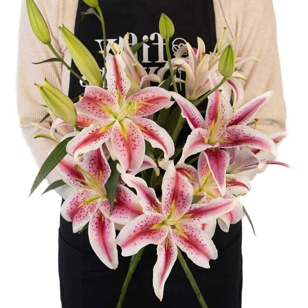 Starfighter Lilies Oriental - alternative 3