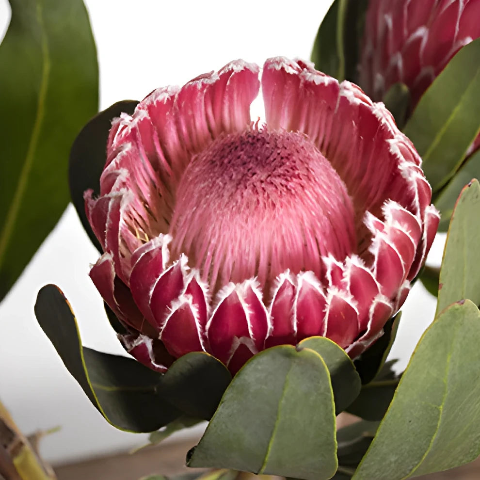 Empress Protea Tropicals - alternative 3