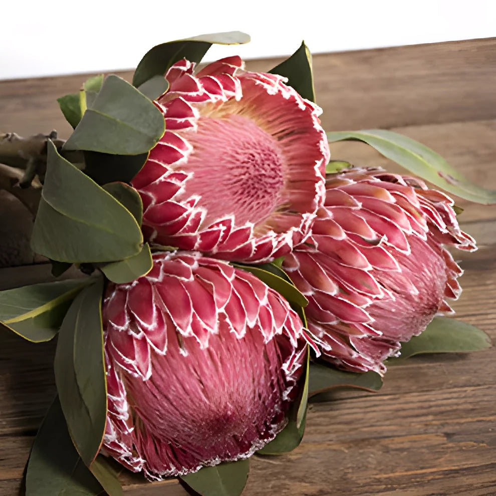 Empress Protea Tropicals - main
