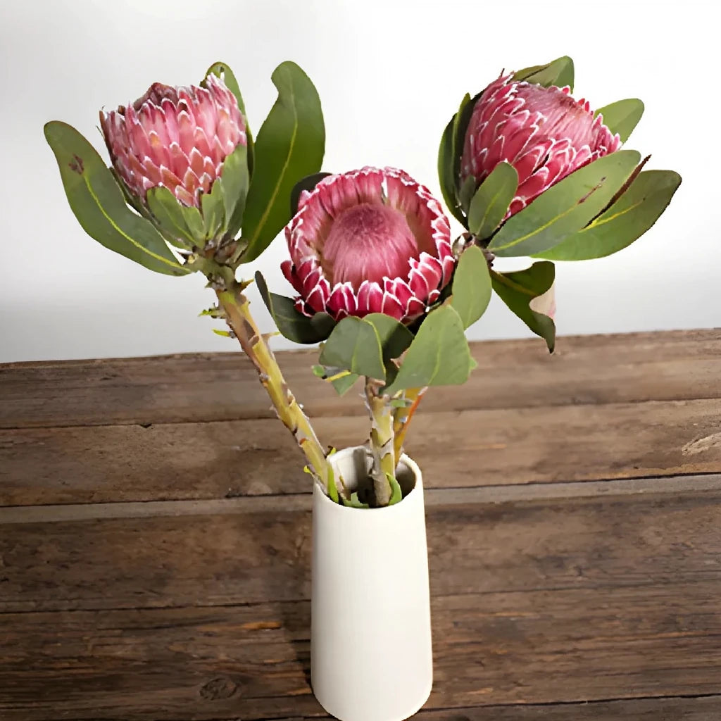 Empress Protea Tropicals - alternative 2