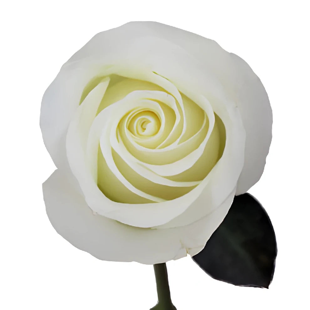 Inocencia Roses Standard - main
