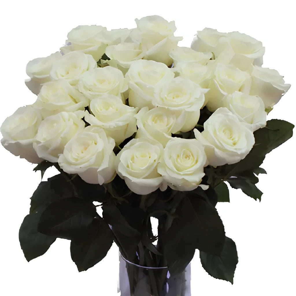 Inocencia Roses Standard - alternative 3