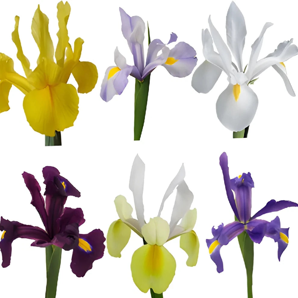 Assorted Iris - main