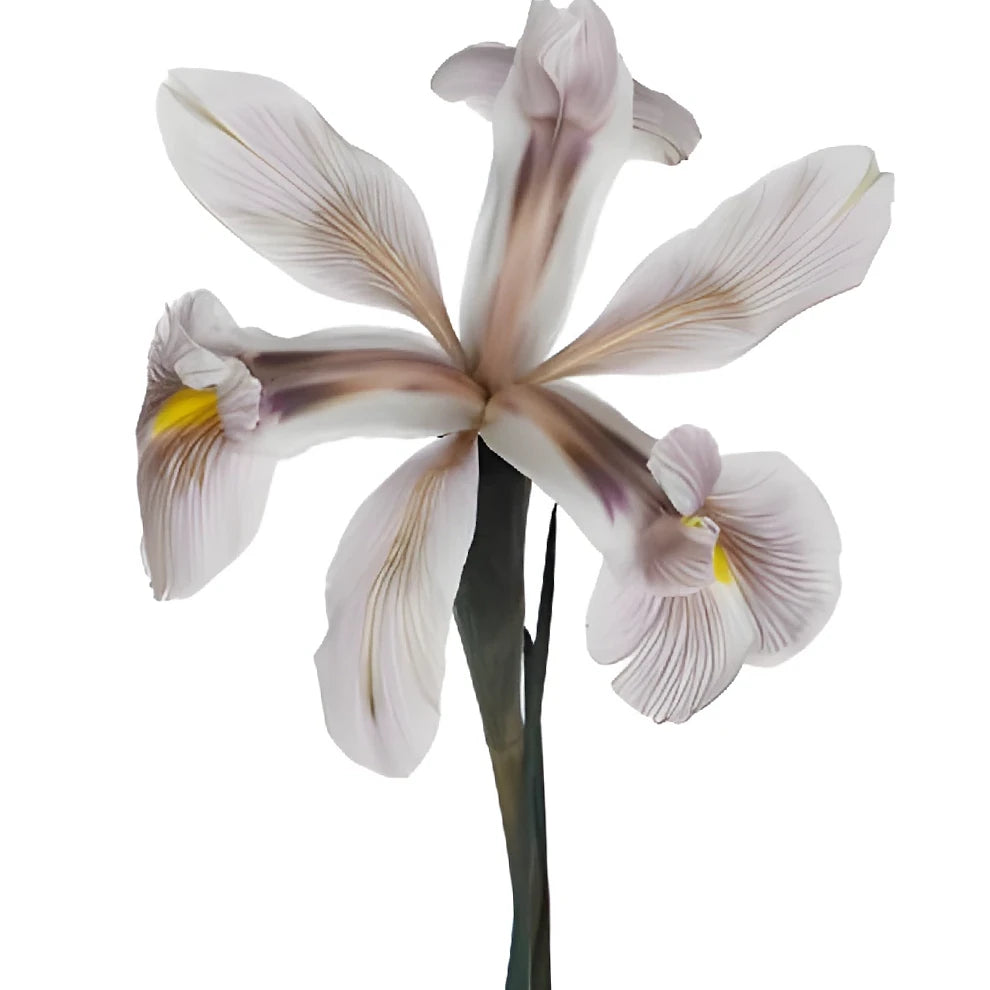 Tinted Brownie Iris - alternative 4