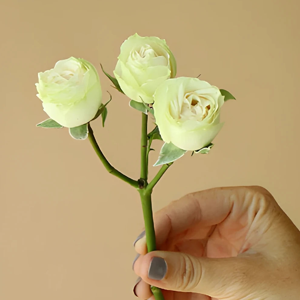 Cream Roses Spray - alternative 3