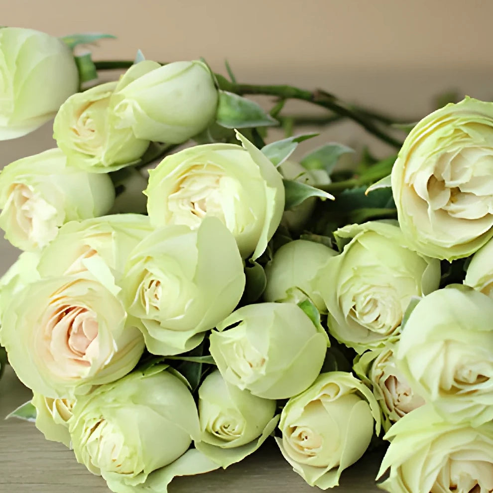 Irishka Roses Spray - Cream - alternative 3