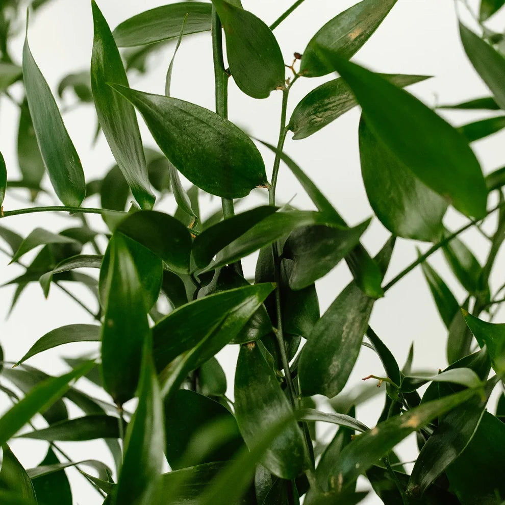 Green Italian Ruscus Greenery - alternative 1