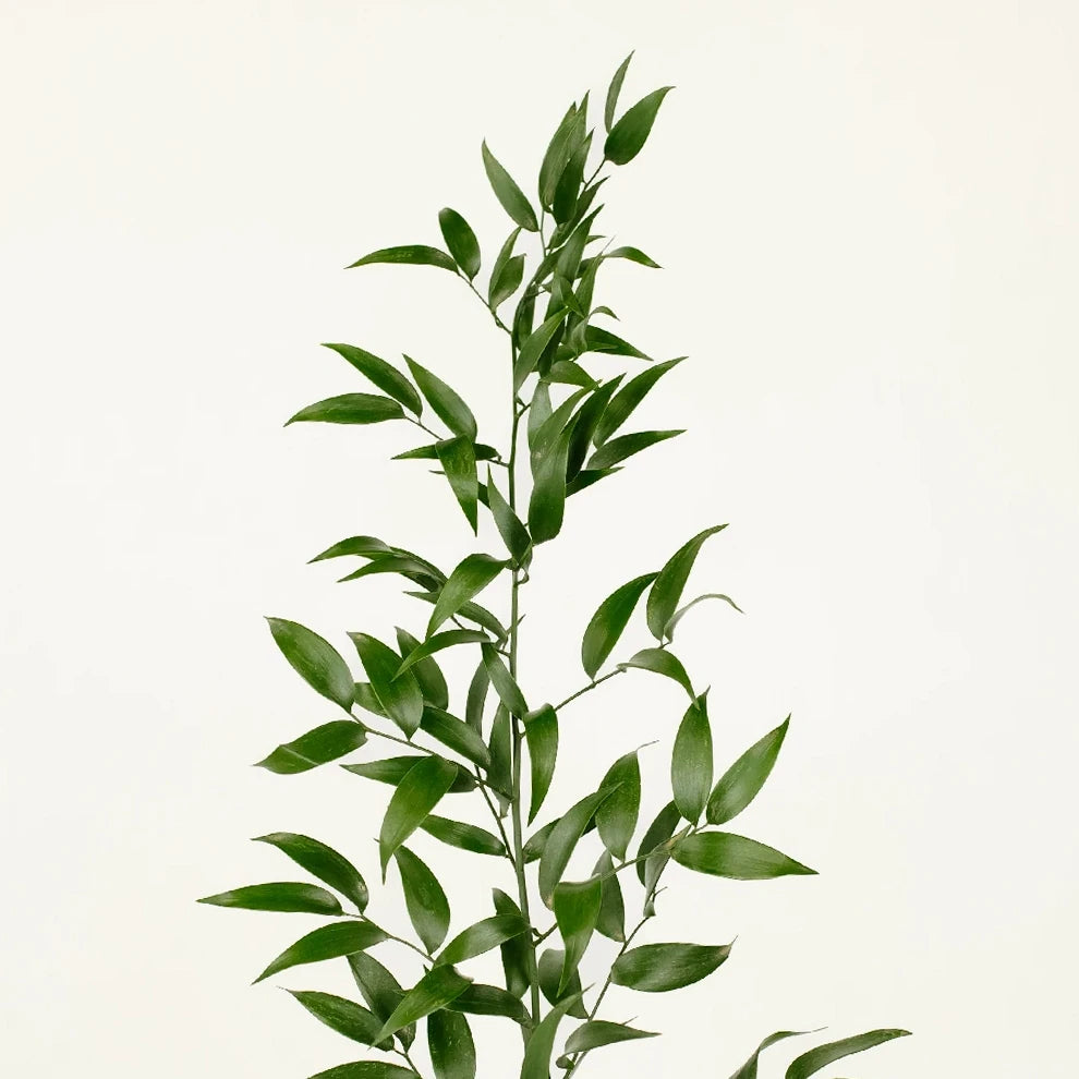 Green Italian Ruscus Greenery - alternative 2