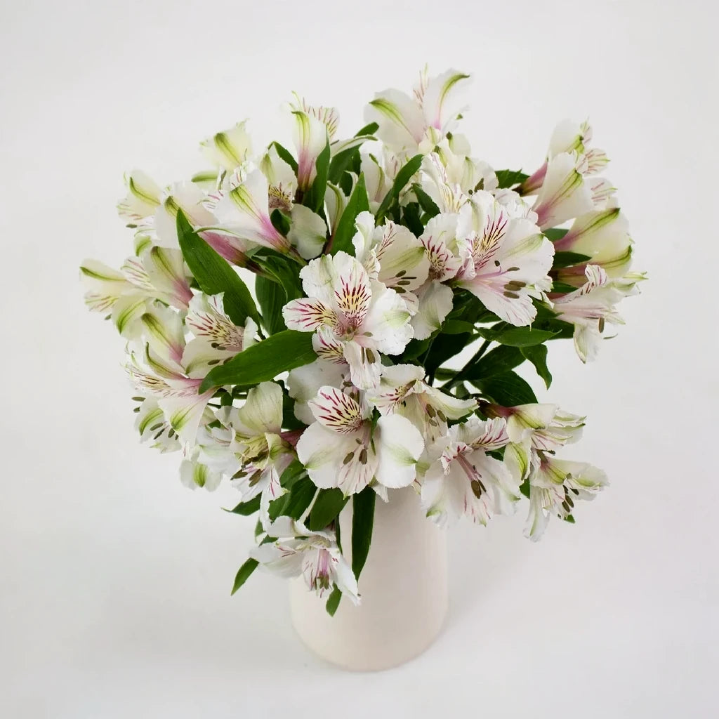 Ivory Alstroemeria - alternative 1
