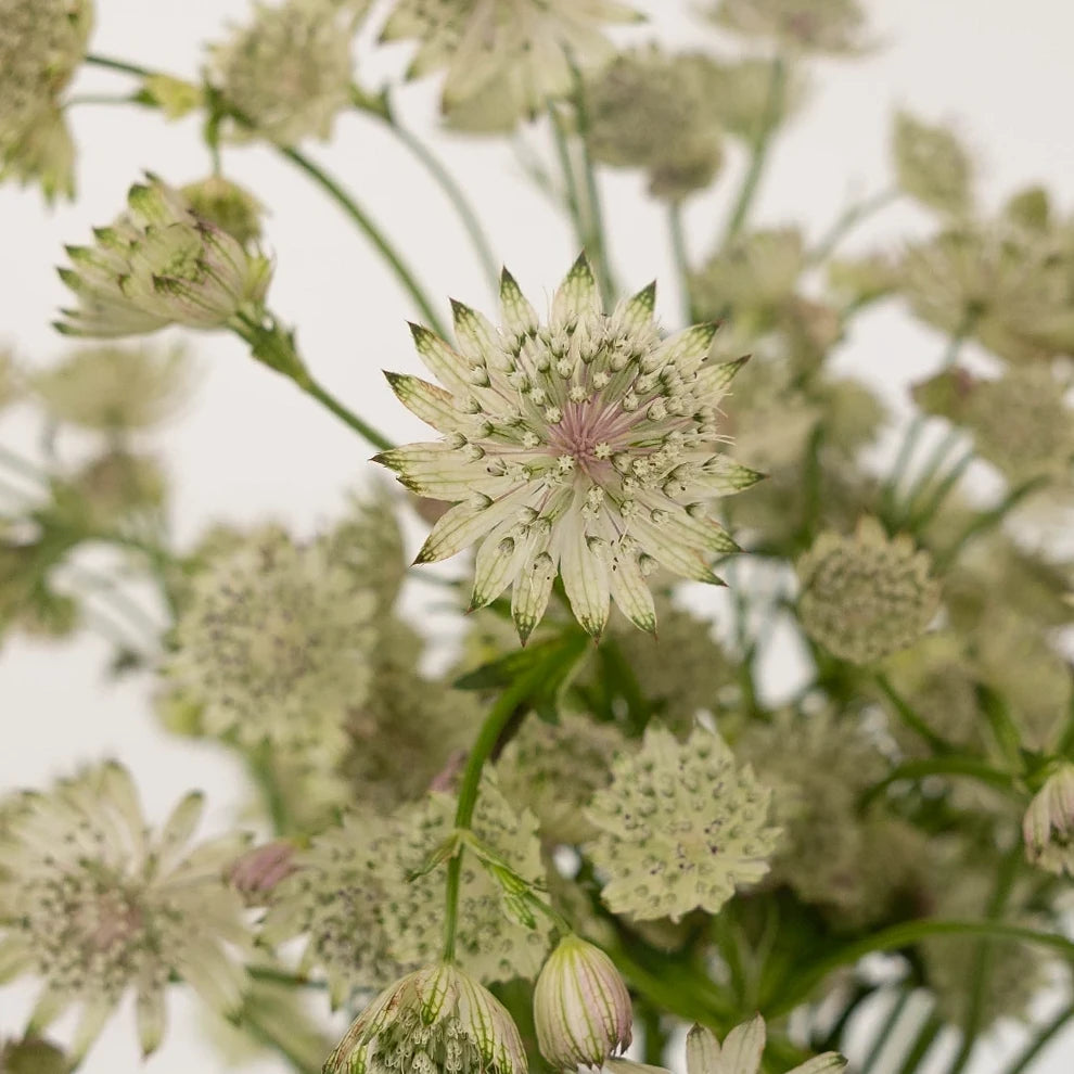 White Astrantia - alternative 1