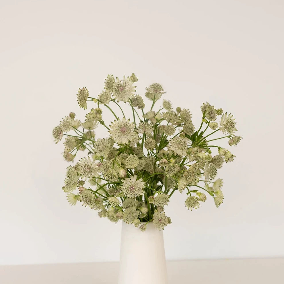 White Astrantia - alternative 2
